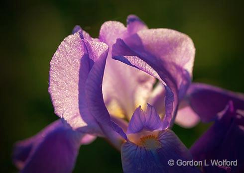 Backlit Iris_00734.jpg - Photographed near Carleton Place, Ontario, Canada.